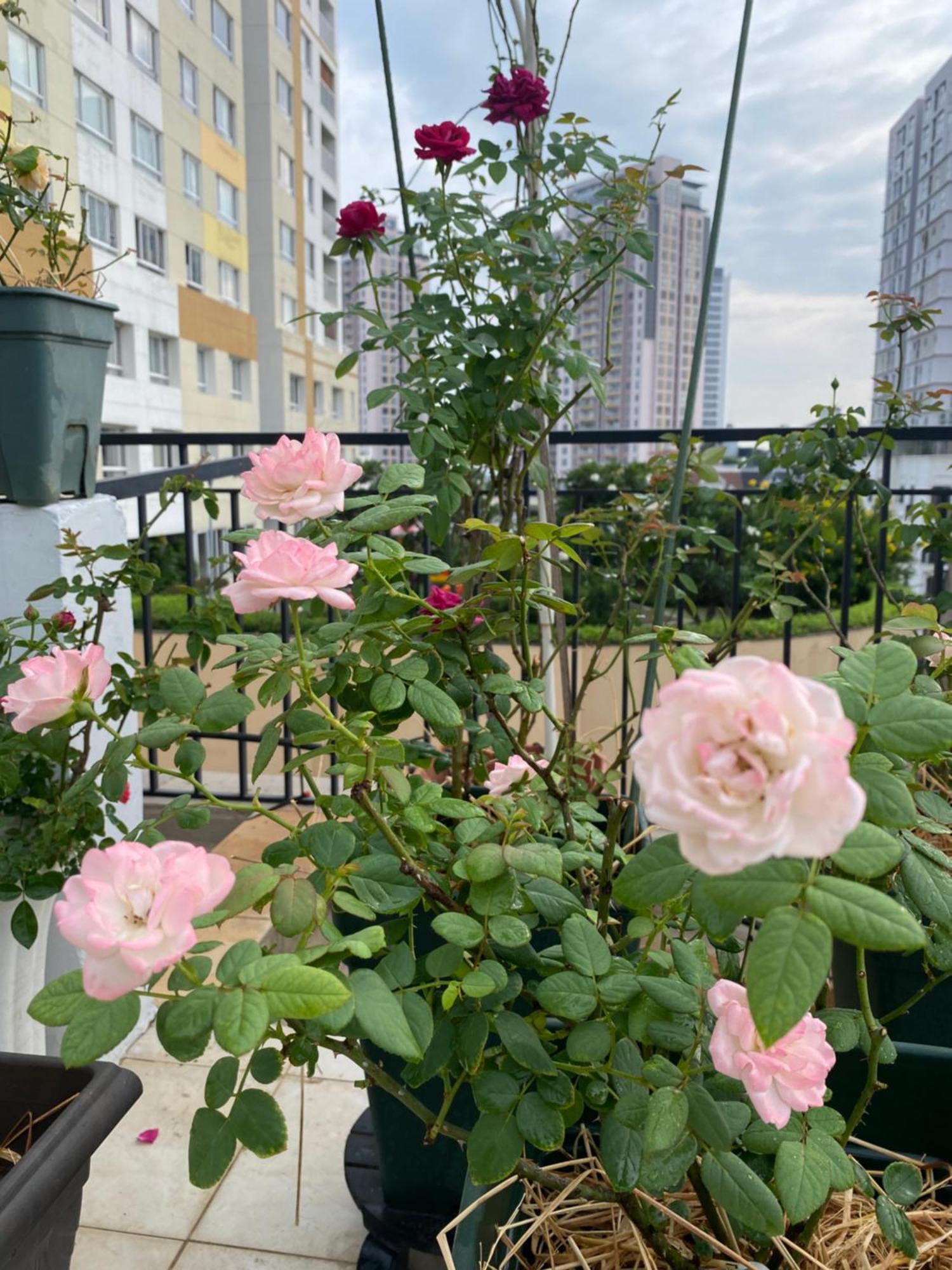 Homey Apartment Ho Si Minh-város Kültér fotó