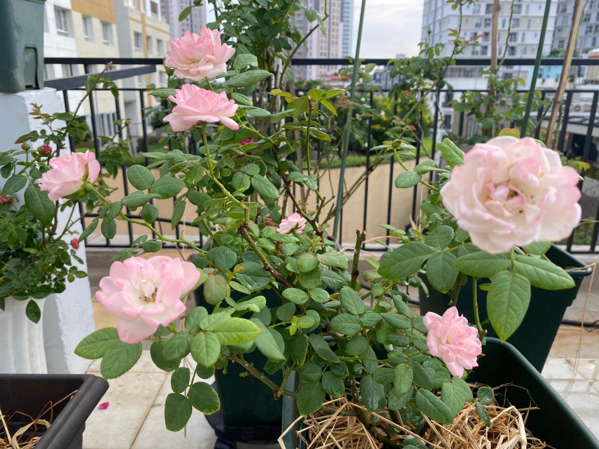 Homey Apartment Ho Si Minh-város Kültér fotó